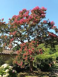 Image result for Lagerstroemia