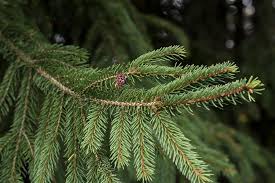 Attēlu rezultāti vaicājumam “Picea abies”