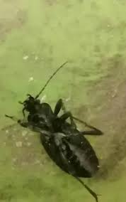 Attēlu rezultāti vaicājumam “Limodromus assimilis”