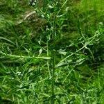 Attēlu rezultāti vaicājumam “Achillea salicifolia”