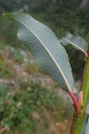 Attēlu rezultāti vaicājumam “Salix daphnoides”