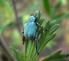 Attēlu rezultāti vaicājumam “Hoplia parvula imago”