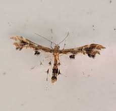 Attēlu rezultāti vaicājumam “Pterophoridae”