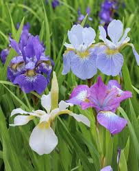 Attēlu rezultāti vaicājumam “Iris sibirica leaf”