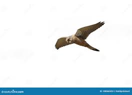 Attēlu rezultāti vaicājumam “Falco tinnunculus adult”