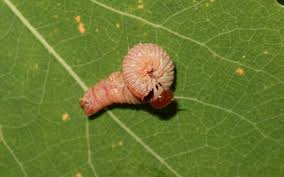 Attēlu rezultāti vaicājumam “Caenolyda reticulata”
