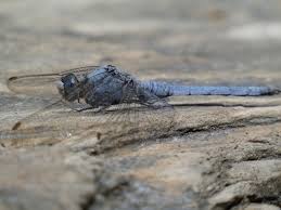 Attēlu rezultāti vaicājumam “Orthetrum brunneum”