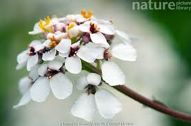 Image result for Iberis amara