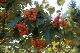 Attēlu rezultāti vaicājumam “Sorbus intermedia fruit”