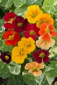 Image result for Tropaeolum minus