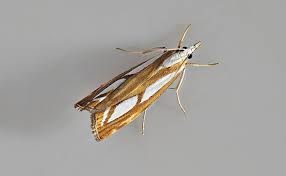 Attēlu rezultāti vaicājumam “Catoptria permutatellus”