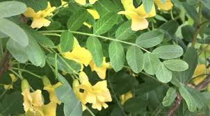 Attēlu rezultāti vaicājumam “Caragana arborescens flower”