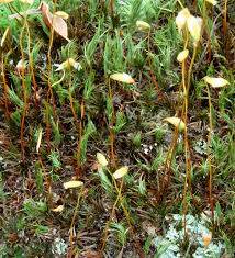 Attēlu rezultāti vaicājumam “Polytrichum juniperinum sporophyte”