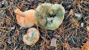 Attēlu rezultāti vaicājumam “Lactarius deterrimus”