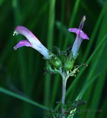 Attēlu rezultāti vaicājumam “Pedicularis palustris”