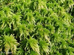 Attēlu rezultāti vaicājumam “Sphagnum quinquefarium”