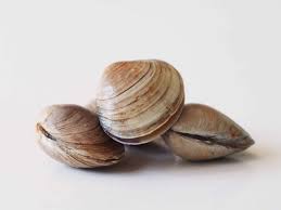 Image result for Clams