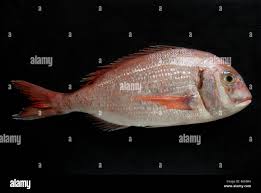 Image result for Pagrus