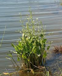 Attēlu rezultāti vaicājumam “Alisma plantago-aquatica”
