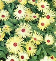 Image result for Mesembryanthemum criniflorum