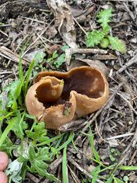 Attēlu rezultāti vaicājumam “Peziza vesiculosa”