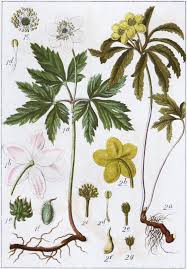 Attēlu rezultāti vaicājumam “Anemone ranunculoides bud”