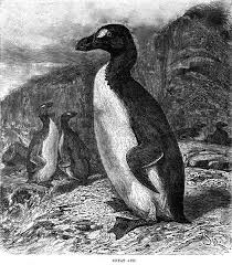 Image result for Pinguinus impennis