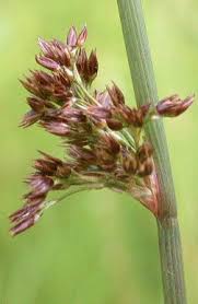 Attēlu rezultāti vaicājumam “Juncus conglomeratus”