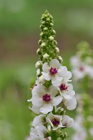 Attēlu rezultāti vaicājumam “Verbascum nigrum flower”