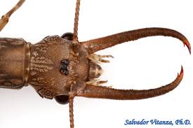 Attēlu rezultāti vaicājumam “Megaloptera”