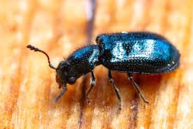 Attēlu rezultāti vaicājumam “Korynetes caeruleus”