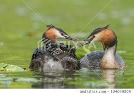 Attēlu rezultāti vaicājumam “Podiceps cristatus”