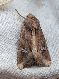 Attēlu rezultāti vaicājumam “Celaena leucostigma”