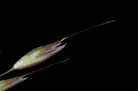 Attēlu rezultāti vaicājumam “Arrhenatherum elatius”