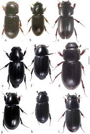 Attēlu rezultāti vaicājumam “Aphodius subterraneus imago”