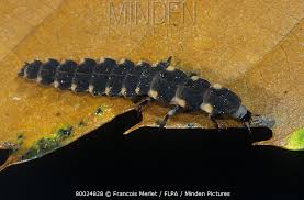 Attēlu rezultāti vaicājumam “Phosphaenus hemipterus”