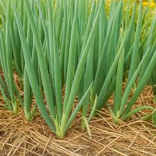 Résultat de recherche d'images pour "Allium fistulosum"