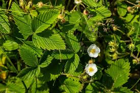 Attēlu rezultāti vaicājumam “Fragaria viridis leaf”