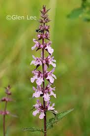 Attēlu rezultāti vaicājumam “Stachys palustris flower”