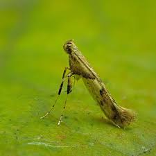 Attēlu rezultāti vaicājumam “Caloptilia hemidactylella”