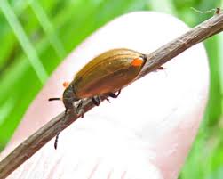 Attēlu rezultāti vaicājumam “Paracorymbia maculicornis imago”