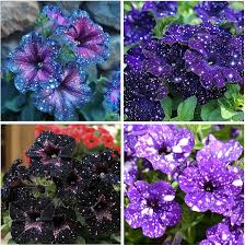 Image result for Petunia