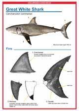 Image result for Carcharodon carcharias