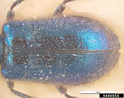 Attēlu rezultāti vaicājumam “Necrobia violacea”