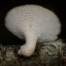 Attēlu rezultāti vaicājumam “Polyporus tuberaster”