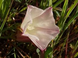 Attēlu rezultāti vaicājumam “Calystegia inflata leaf”