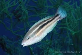 Image result for Scarus taeniopterus