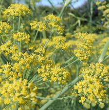 Attēlu rezultāti vaicājumam “Anethum graveolens flower”