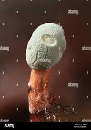 Attēlu rezultāti vaicājumam “Penicillium vulpinum”