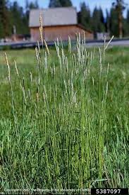 Attēlu rezultāti vaicājumam “Alopecurus pratensis”